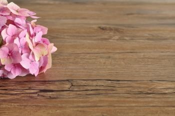 A pink Hydrangea isolated on a wooden background