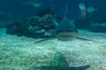 Real Shark Underwater in Blue Natural Aquarium.. Real Shark Underwater in Natural Aquarium