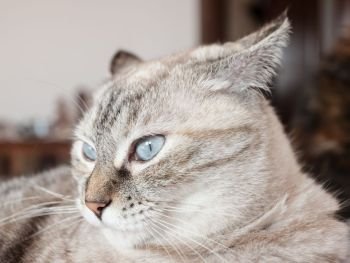 Portrait of tabby cat on brown plaid. European cat.