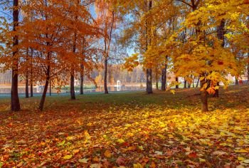 Picturesque view of the yellow autumn park in Europe.. Yellow leaves in an autumn park.