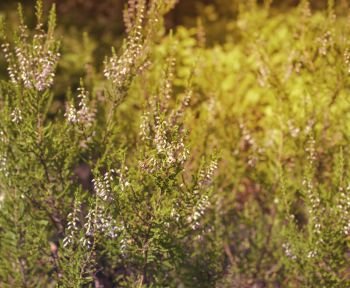 Heather bushes in the forest at sunset. Forest heather at sunset with blurred background