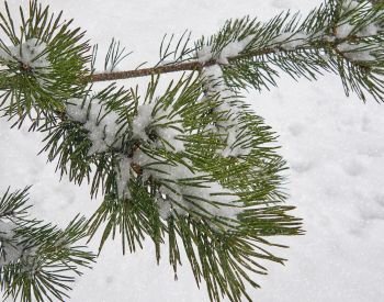 Falling snow and a branch of spruce under the snow. Fir branch under the snow and falling small snow