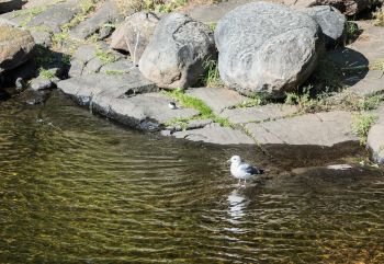 Gull standing in the water next to boulders.