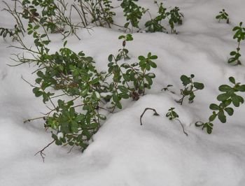 Cowberry bushes covered with the first snow. First snow. Snow-covered bushes of bilberry