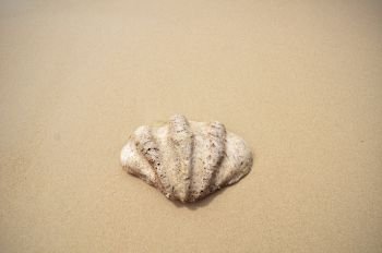 Shell on the beach in Sapi Island, Sabah.