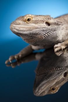 Blue background, Pet, lizard Bearded Dragon. Dragon, Agama Lizard on blue mirror background