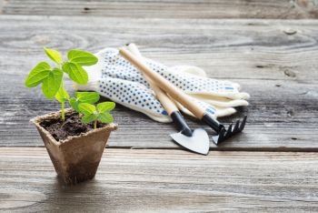Concept of gardening: green shoots of seedlings in a peat pot, gloves, rake and shovel on a wooden background, with space for text