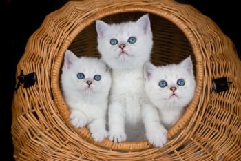 Three young white cats in wicker basket