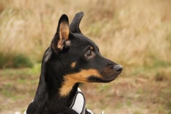 A young, five-month-old Polish Mongrel dog , femaleis looking sideways.She has a black coat with brown symmetrical patches Horizontal view