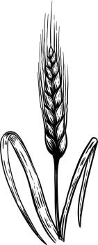 Hand drawn wheat illustration in engraving style. Design element for logo, label, emblem, sign. Vector illustration