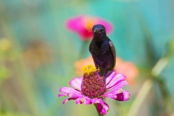 Image of a bird (purple sunbird) perched on flowers. Wild Animals.