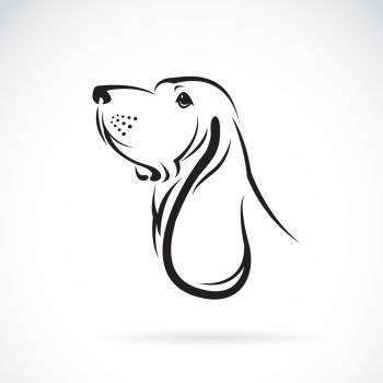 Vector image of a basset hound head on white background