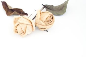 Dried roses on white background with copy space
