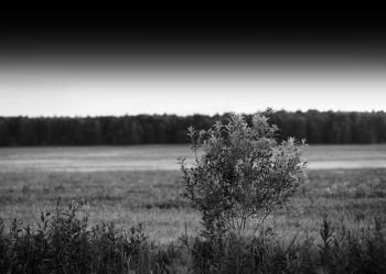 Horizontal black and white bush landscape background. Horizontal black and white bush landscape background hd