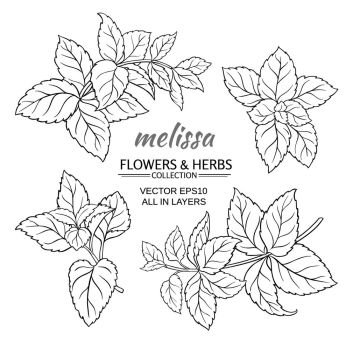 melissa vector set. melissa herb vector set on white background
