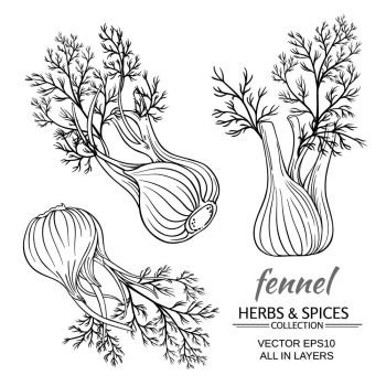 fennel vector set. fresh fennel vector set on white background