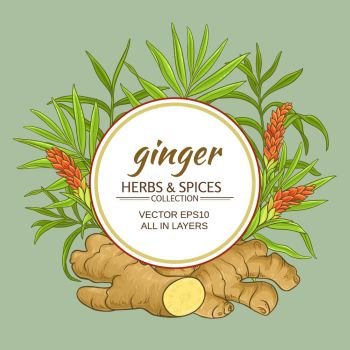ginger vector frame. ginger plant vctor frame on color background