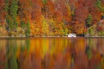 Trees with leaves in fall colors and a white wooden cottage, mirrored in the water of the Alpsee lake, located in Fussen, Germany.