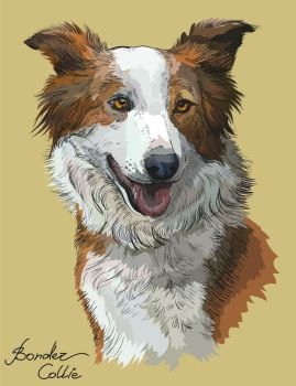  Border collie vector hand drawing illustration in different color on beige background