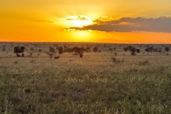 Sunset over the savanna . Sunset over the savanna of Tsavo West Park in Kenya