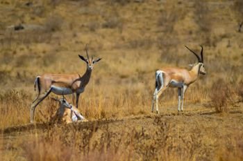 hree antelopes in the savanna . hree antelopes in the savanna of the Ngorogoro crater park in Tanzania