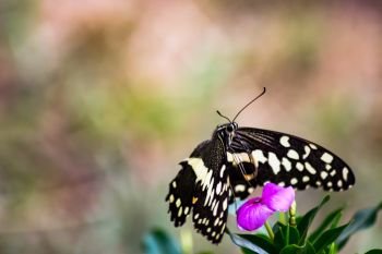 Black and white butterfly on a pink flower . Black and white butterfly on a pink flower in the Masai Mara Park in Kenya