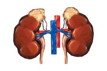 Human low poly kidneys with vein and aorta, suprarenal adrenal gland. Vector.