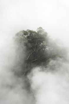 Tropical forest with fog in the morning, Japan