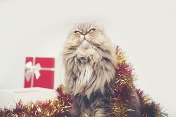 Christmas gifts With Persian cats, vintage filter image