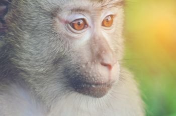 wild monkey, close-up
