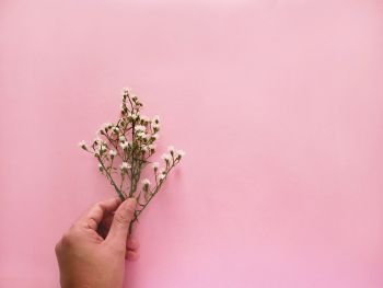 Woman hand holding flower on pink background copy space.