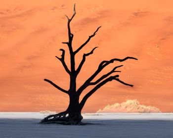 Dead Acacia Trees and Red Dunes of Deadvlei in Namib-Naukluft Park, Namibia