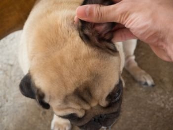 Closeup of human use hands to remove dog adult tick from the fur