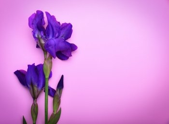 One blue iris on a pink surface, an empty space on the right