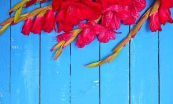 bouquet of red gladiolus on a blue wooden background, empty space in the middle