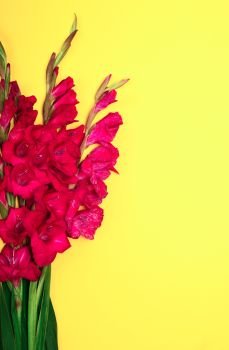 bouquet of red gladiolus on yellow background, empty space on the right