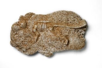 dinosaur fossils isolated on white