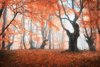 Amazing scene with autumn trees in fog. Autumn forest in fog. Fall colors. Enchanted foggy forest in fog. Old Tree. Landscape with trees, colorful orange and red foliage. Nature. Magical foggy forest. Amazing scene with autumn trees in fog