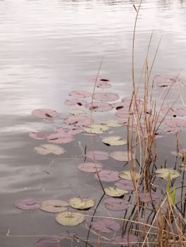a pong with lilies submerged and reeds sticking out at the surface with ripples on an overcast day with clouds reflected in spring