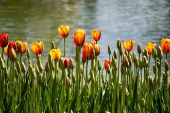Tulip Flowers Blooming by the water in Spring Season