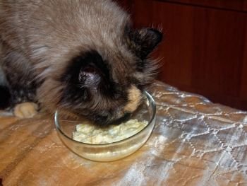 the Neva masquerade cat is eating from a transparent bowl, Moscow