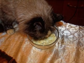 the Neva masquerade cat is eating from a transparent bowl. the Neva masquerade cat is eating from a transparent bowl, Moscow