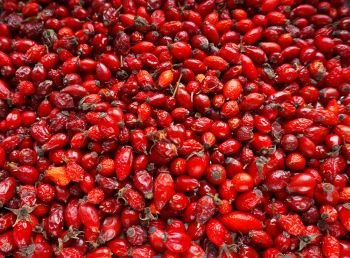 collect medicinal rose hips in autumn, the rose-hip fruit tea, red rose hips source of vitamin C. the rose-hip fruit tea, collect medicinal rose hips in autumn, red rose hips source of vitamin C