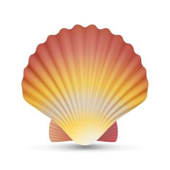 Scallop Seashell Vector. Realistic Scallops Shell Isolated On White Background Illustration. Scallop Seashell Vector. Beauty Exotic Souvenir Scallops Shell Isolated On White Background Illustration
