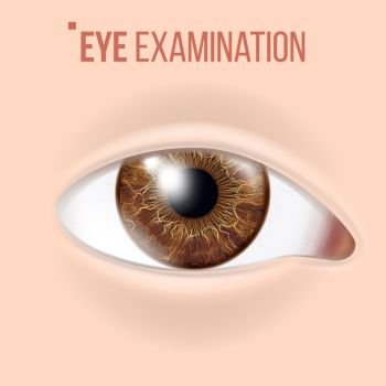 Human Eye Vector. Vision Concept. Clinic Medical Eye Diagnostic. Realistic Detail Illustration. Human Eye Vector. Optometrist Check. Organ Test. Realistic Anatomy Illustration