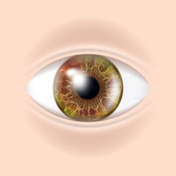 Human Eye Vector. Visual Examination. Body Check. Realistic Anatomy Illustration. Human Eye Vector. Sight, Eyesight. Body Care. Realistic Detail Vision Illustration