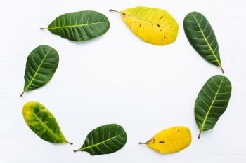 Frame, Green and yellow leaves of  Cashew on white background. With copy space. isolate