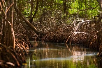 mangrove woods in National Park La Restinga, Margarita Island, Venezuela