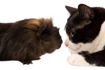 cavy and cat looking at each other isolated on white
