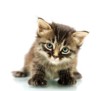 Little cute kitten with blue eyes sitting isolated on white